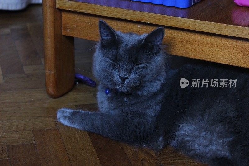 雄性蓝色俄罗斯小猫- Nebelung